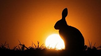 CodeRabbit, zajíc proti zapadajícímu Slunci