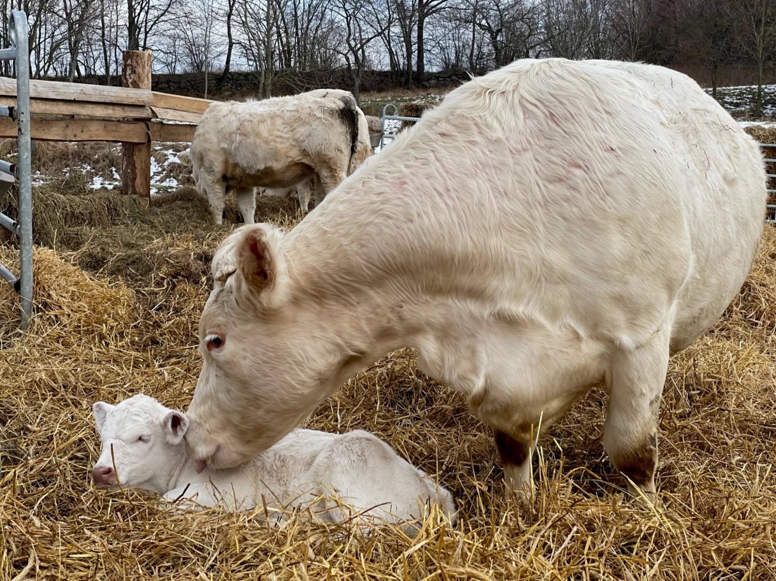 Zimní radost na Farmě Kačiny - narozené telátko