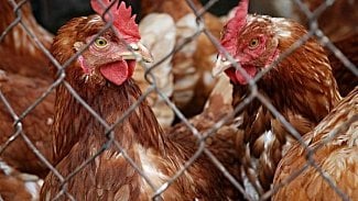 Náhledový obrázek - Veterináři zlikvidovali kvůli salmonele 35.000 slepic z Pohořelic