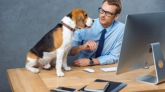 Muž v brýlích, v košili a kravatě sedí u počítače a vedle něj sedí na stole pes, který na něho hledí