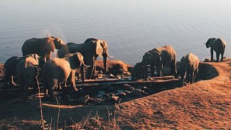 Elephants sloni