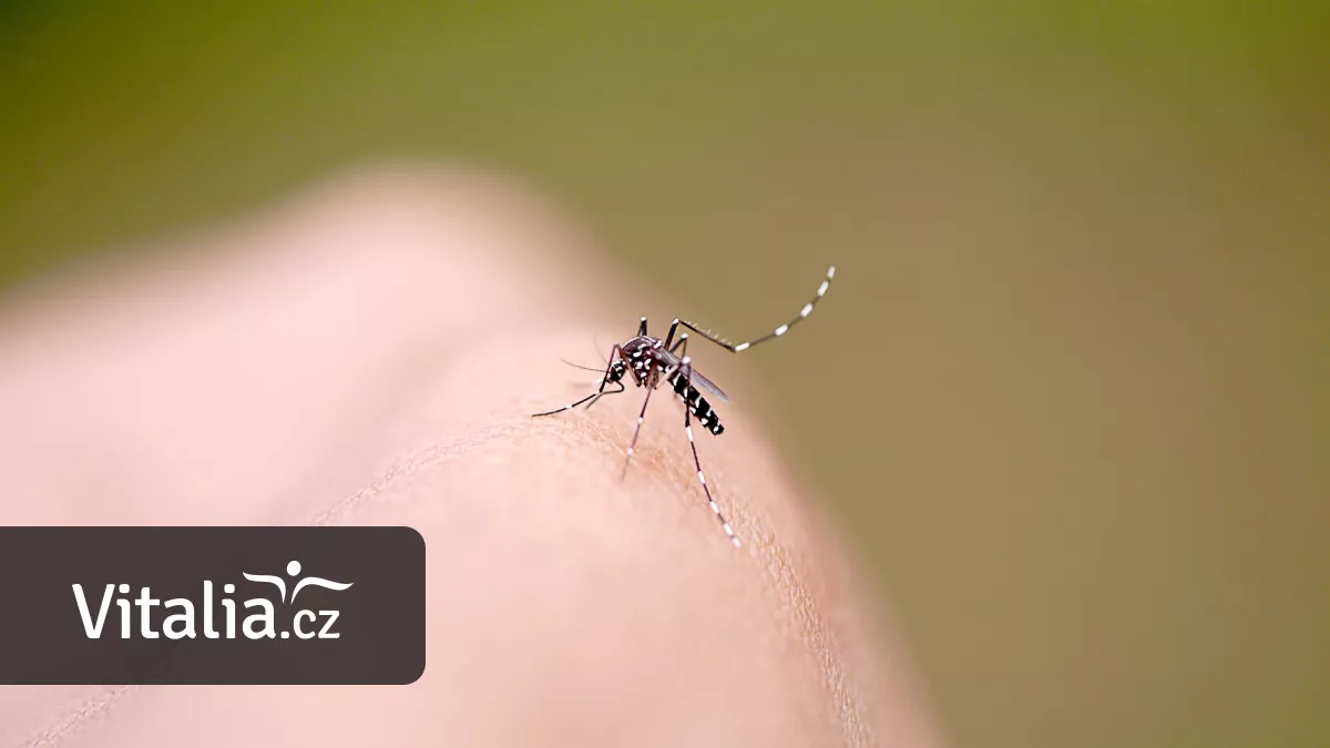 V Evropě přibývá infekcí přenášených komáry. Repelent na dovolenou si kupte předem