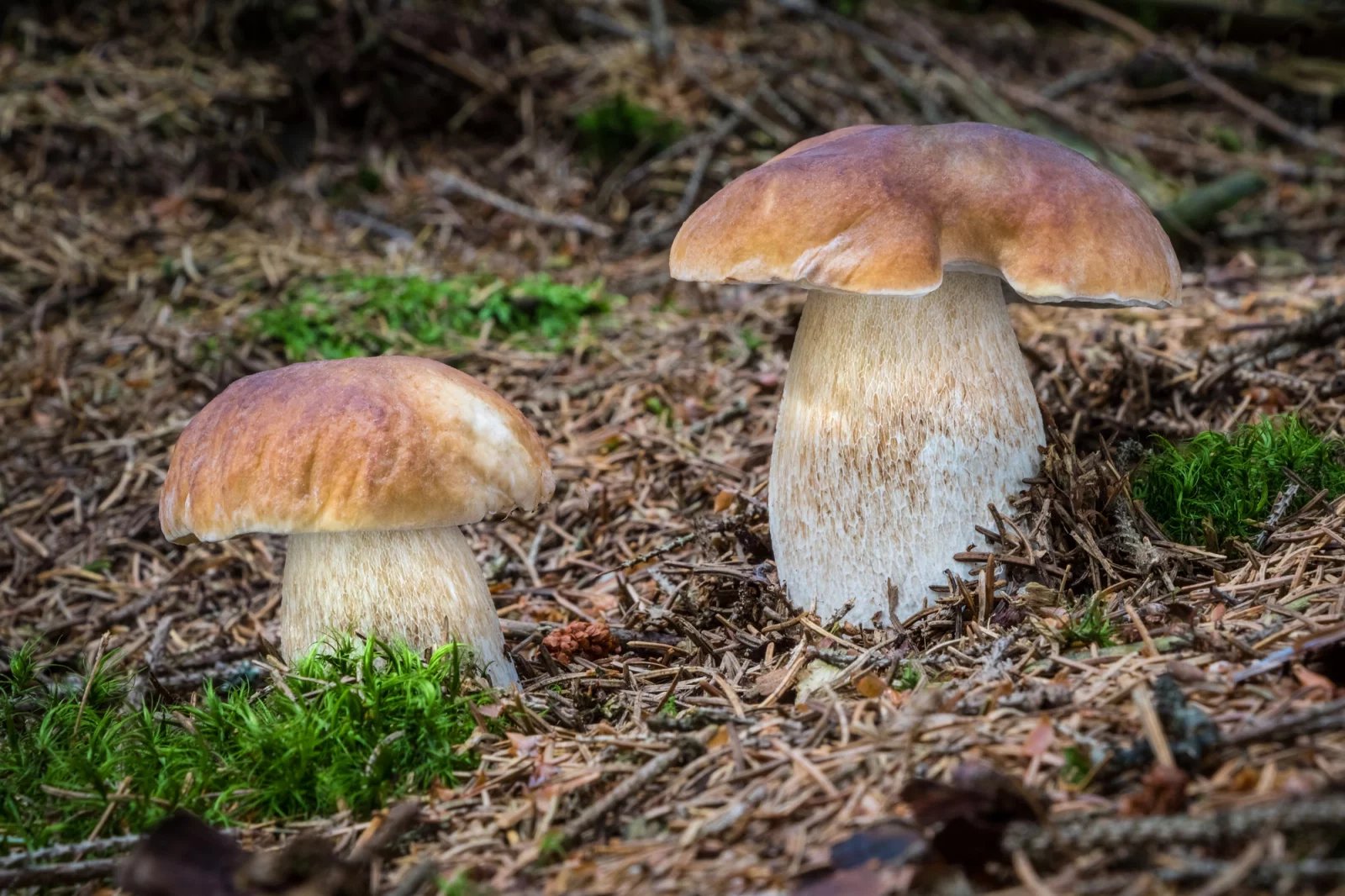 Hřib smrkový

Jednotlivé druhy pravých hřibů se částečně liší požadavkem na symbiotickou dřevinu. Je však třeba zdůraznit, že české názvy těchto hřibů obvykle neodpovídají latinským (vědeckým) názvům a nevyjadřují výhradní vazbu na konkrétní dřevinu (například hřib rostoucí pod dubem nemusí být hřib dubový a podobně).
