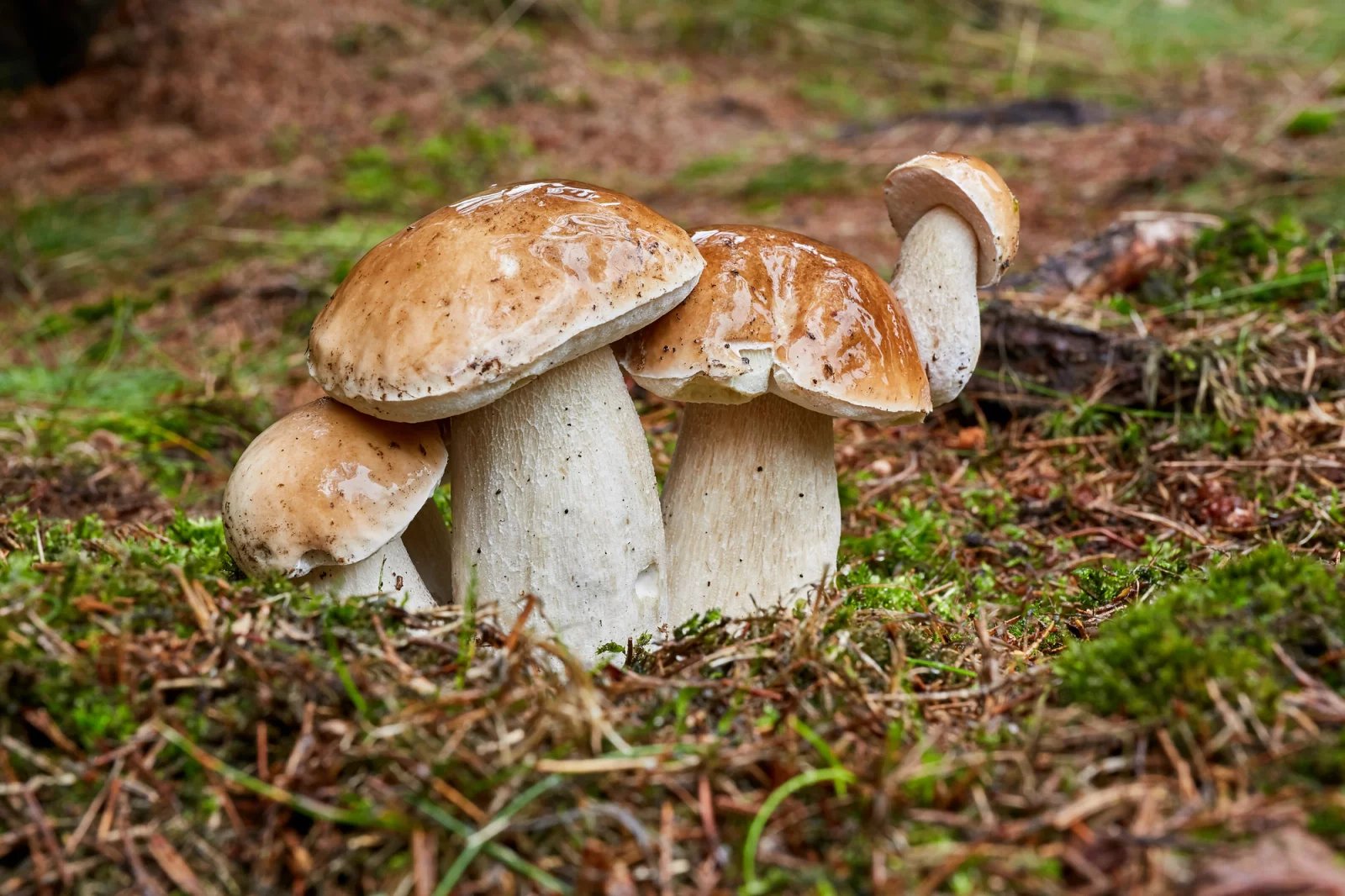 Pravé hřiby, též praváky neboli bělohřiby - kolektivní označení pro skupinu několika jedlých druhů hřibovitých hub rodu Boletus. Zde jeden z nich, hřib smrkový.