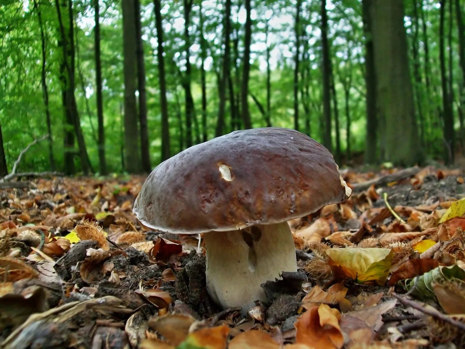 Hřib smrkový

Jednotlivé druhy pravých hřibů se částečně liší požadavkem na symbiotickou dřevinu. Je však třeba zdůraznit, že české názvy těchto hřibů obvykle neodpovídají latinským (vědeckým) názvům a nevyjadřují výhradní vazbu na konkrétní dřevinu (například hřib rostoucí pod dubem nemusí být hřib dubový a podobně).