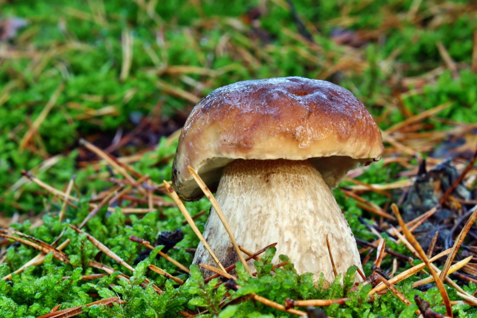 Hřib smrkový. 

Jednotlivé druhy pravých hřibů se částečně liší požadavkem na symbiotickou dřevinu. Je však třeba zdůraznit, že české názvy těchto hřibů obvykle neodpovídají latinským (vědeckým) názvům a nevyjadřují výhradní vazbu na konkrétní dřevinu (například hřib rostoucí pod dubem nemusí být hřib dubový a podobně).