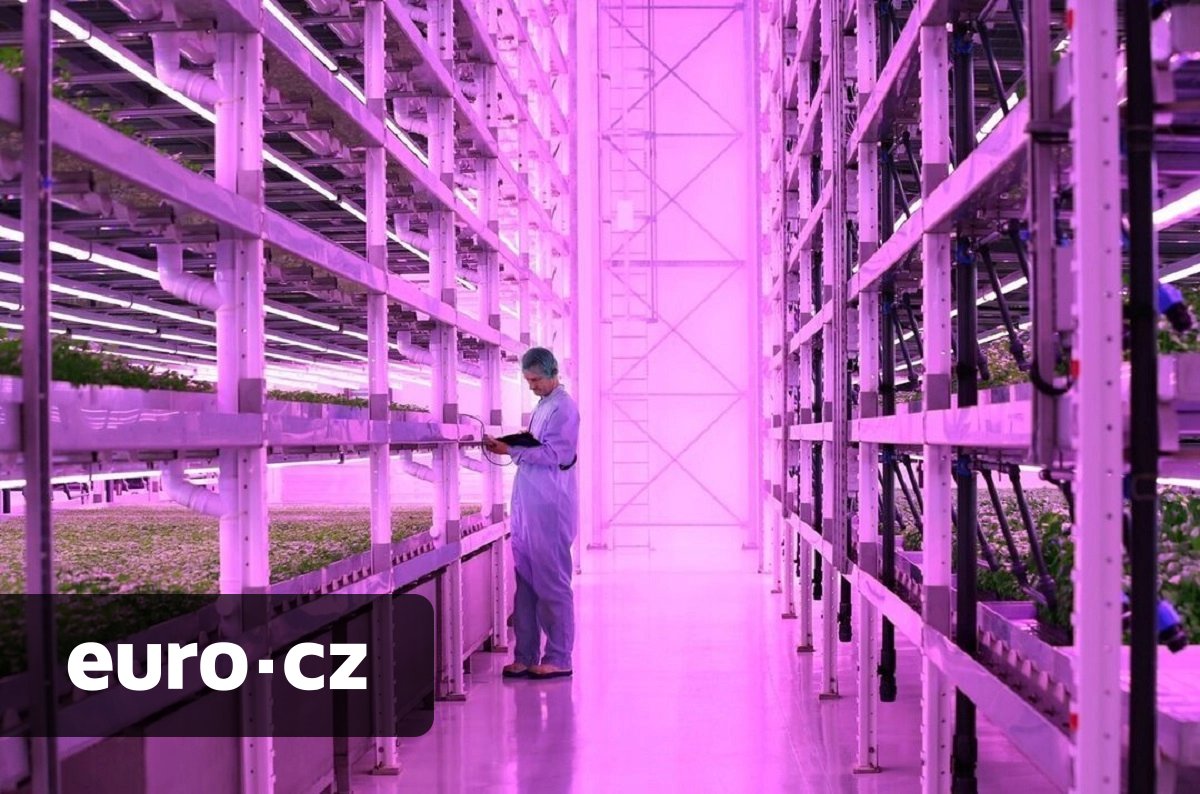 Až třikrát rychlejší růst salátu i bylinek. V Anglii dokončili obří vertikální farmu, která zajistí sklizeň už za necelé tři týdny