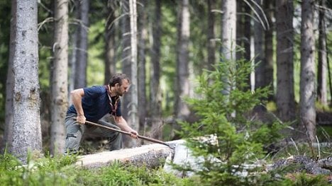 Náhledový obrázek - Na opravy komunikací po kůrovcové těžbě půjde 230 milionů korun, oznámila Dostálová