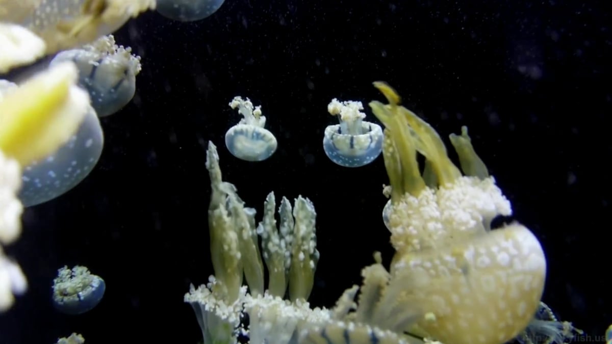 HK1 Play Bqeel - Přehrávání videa