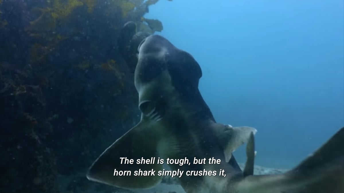 HK1 Play Bqeel - Přehrávání videa