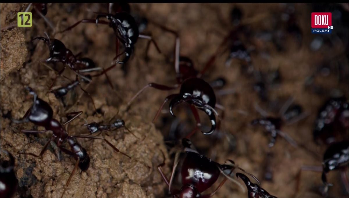 Nejzajímavější satelitní kanály v únoru 2017