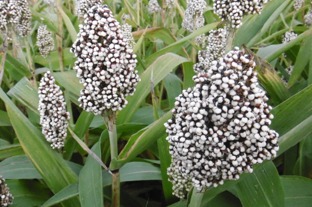 Čirok je považován za obilovinu budoucnosti