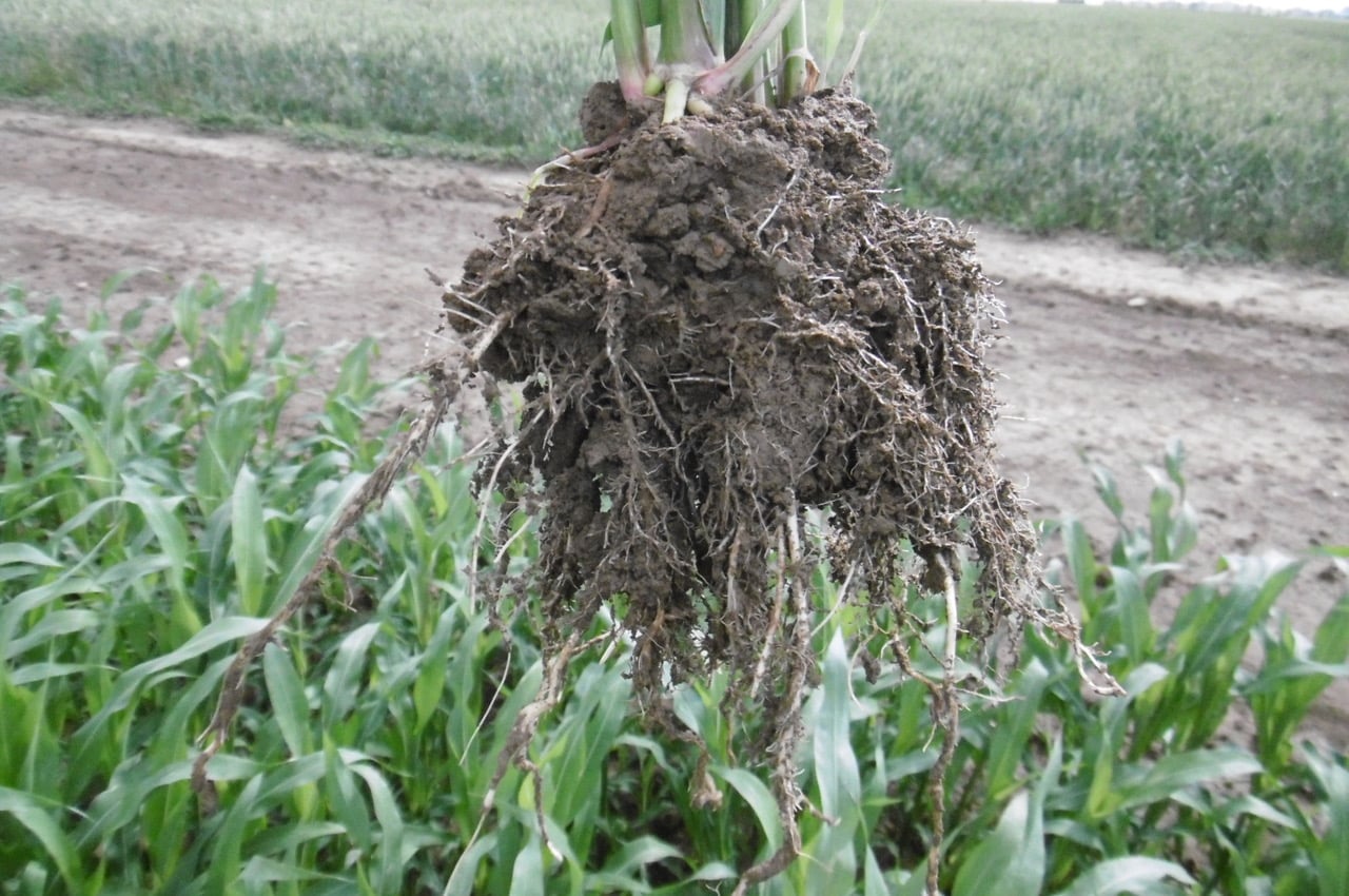 Čirok je považován za obilovinu budoucnosti