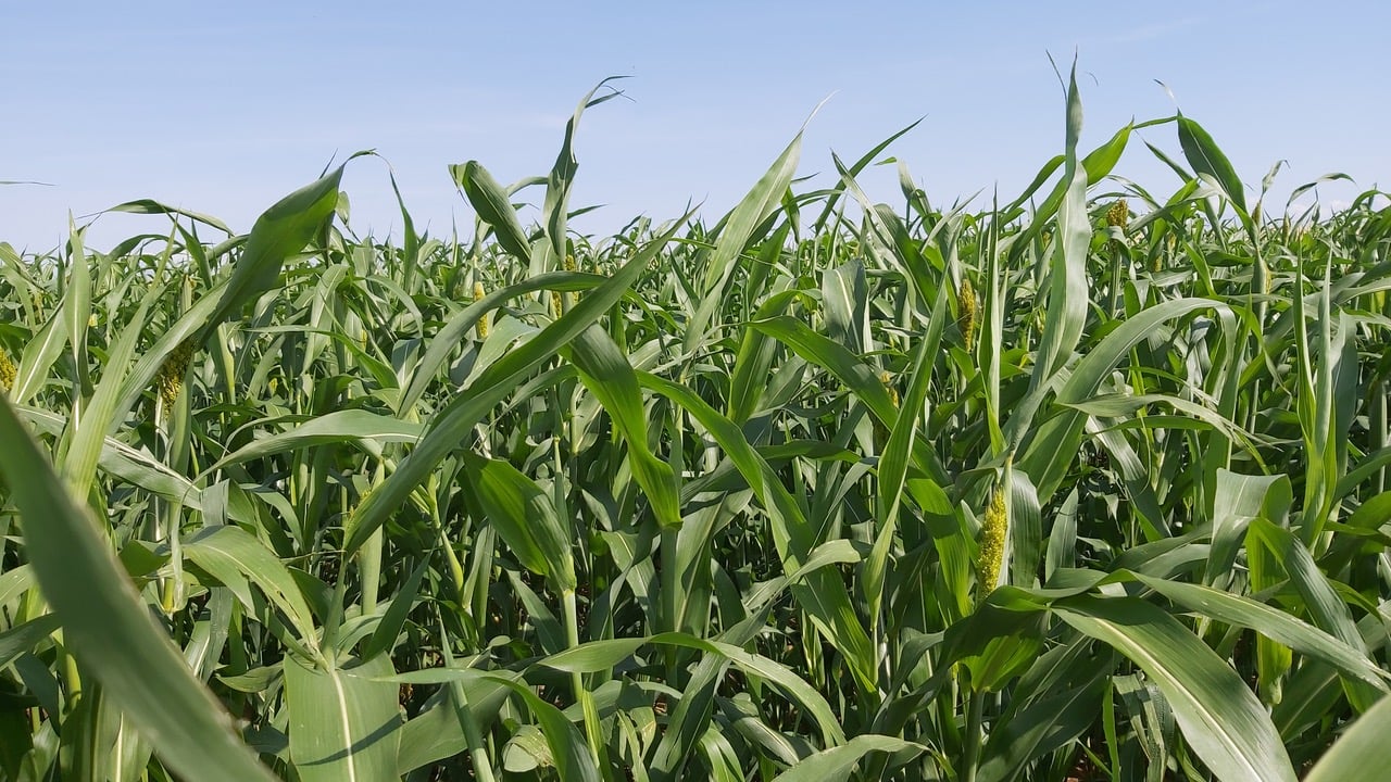 Čirok je považován za obilovinu budoucnosti