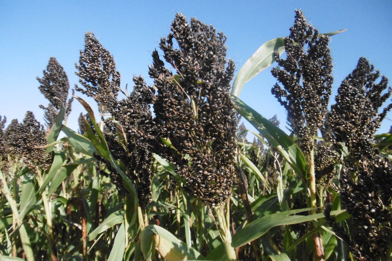 Čirok je považován za obilovinu budoucnosti