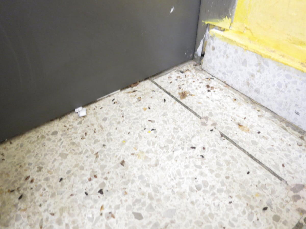 Prodejna Tesco v Aši byla plná myší a myšího trusu