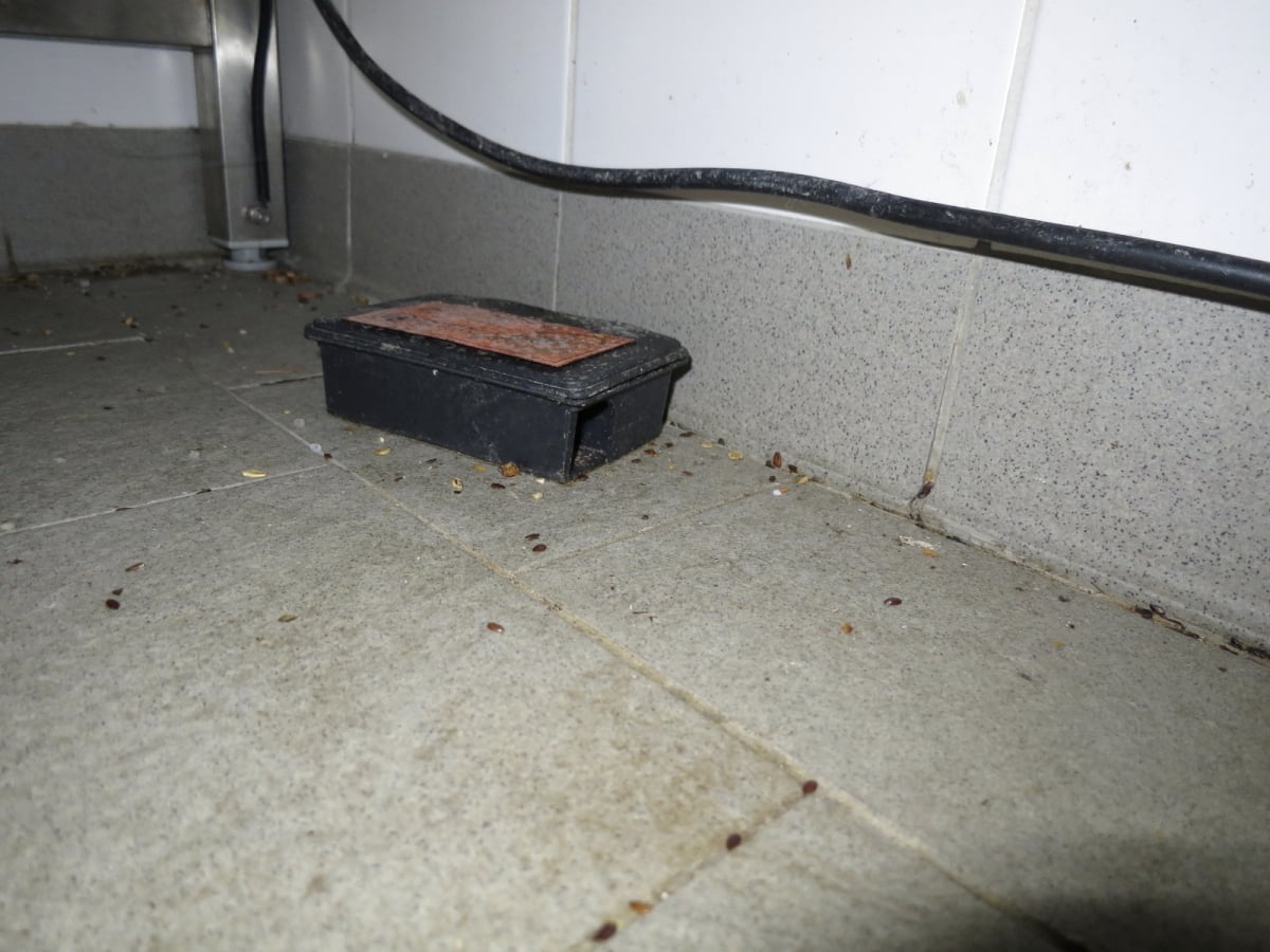 Prodejna Tesco v Aši byla plná myší a myšího trusu