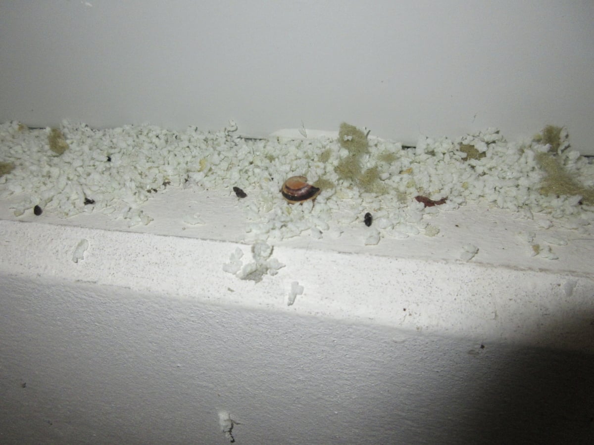 Prodejna Tesco v Aši byla plná myší a myšího trusu