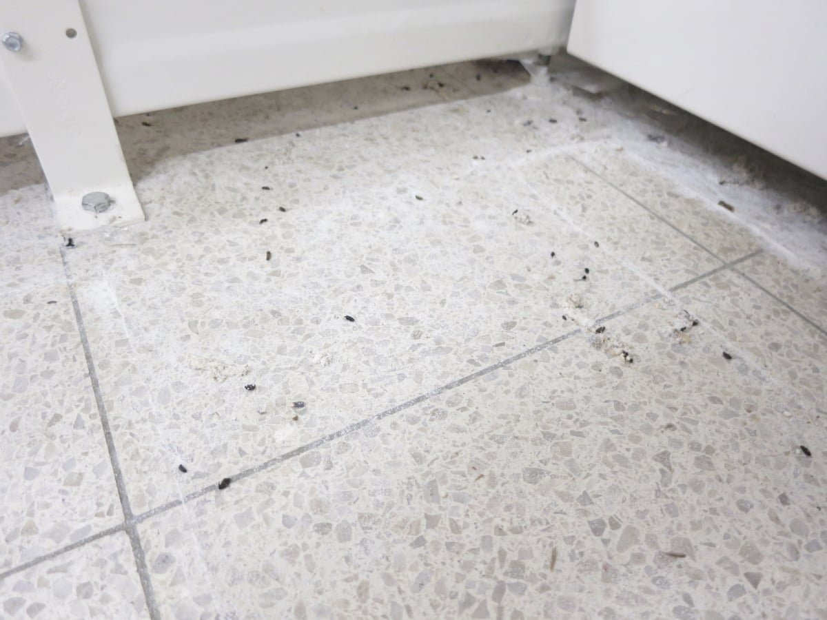 Prodejna Tesco v Aši byla plná myší a myšího trusu