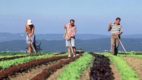 Náhledový obrázek - Problémy s vízy, dopravou i karanténou. Evropě chybí ukrajinští pracovníci