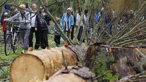 Náhledový obrázek - Konec kácení v Bělověžském pralese. Polsko se podřídilo rozsudku Soudního dvora EU