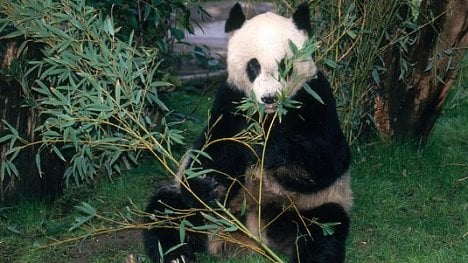 Náhledový obrázek - Panda má přednost. Čína kvůli ní chce vystěhovat 200 tisíc lidí