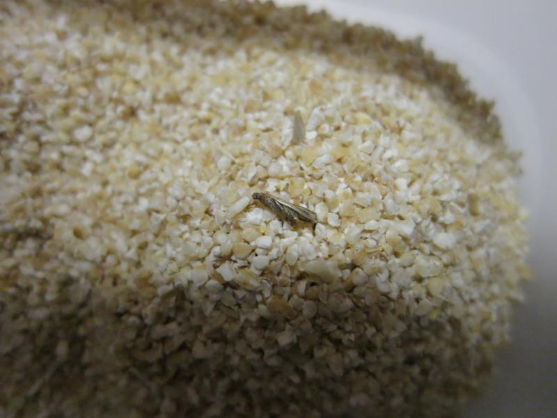 Kroupy ječné. Kategorie: Nebezpečné potraviny. Nevyhovující parametr: škůdci, obal. 
Uvnitř výrobku byla zjištěna přítomnost škůdců - molů ve všech vývojových stádiích a stopy po jejich činnosti - pavučinky. Obal potraviny byl poškozen a byly na něm patrné pavučinky. Výrobek měl prošlé datum minimální trvanlivosti a poškozený obal. Z tohoto důvodu nejsou uvedeny informace o výrobci. Místo kontroly: Huu Thi Pham, Teplice