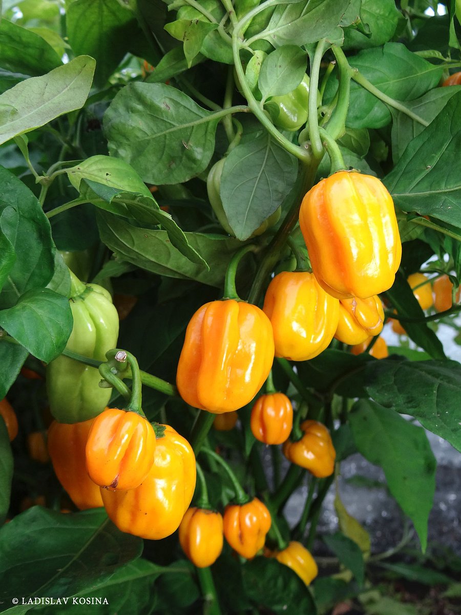 Habanero Yellow