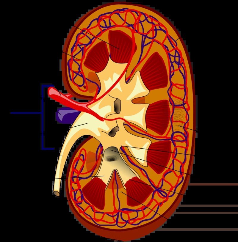 Anatomie ledviny: 1. pyramidy 2. odvádějící tepna 3. renální tepna 4. renální žíla 5. branka 6. pánvička 7. močovod 8. kalíšek 9. vazivové pouzdro 10. spodní pouzdro 11. horní pouzdro 12. přívodní žíla 13. nefron 14. kalíšek 15. kalich 16. papila 17. sloupek