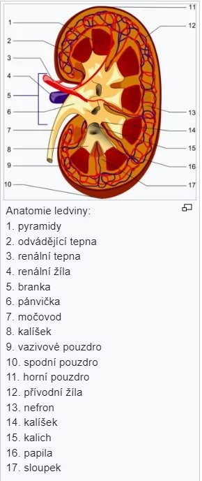 Jak vypadají ledviny