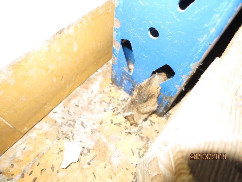 Myší trus, mrtvé myši. Výrazně zanedbaný úklid, hromadění odpadů, nečistoty na podlaze, na regálech či zařízeních.
