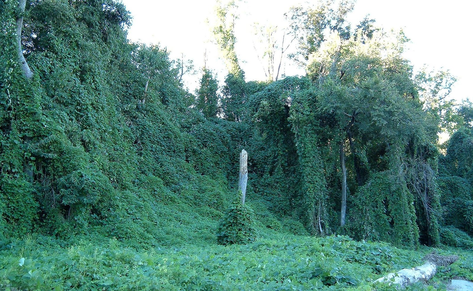 Kořen kudzu