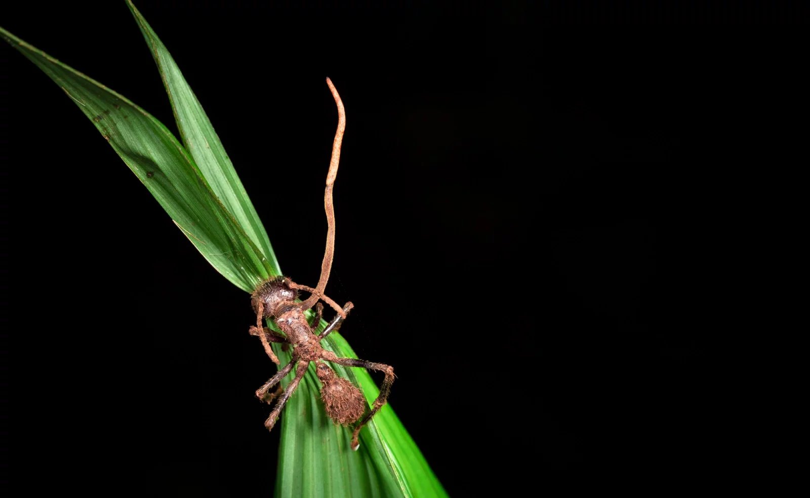 Ophiocordyceps na mravencích nejen parazituje, ale přizpůsobuje si je tak, aby jí umožnili se optimálně rozmnožovat. Houba díky enzymům pronikne exoskeletem mravence a rozrůstá se. V centrální nervové soustavě mravence, pak převezme kontrolu a donutí hmyz vylézt na rostlinu do optimální výšky. V poslední fázi se mravenec zakousne do listu, aby z něj nespadl, a z jeho těla vyroste plodnice houby.