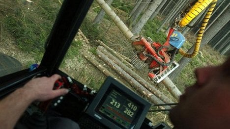 Náhledový obrázek - Důsledek kůrovcové kalamity: Lesy ČR budou vyvážet přebytky do Číny