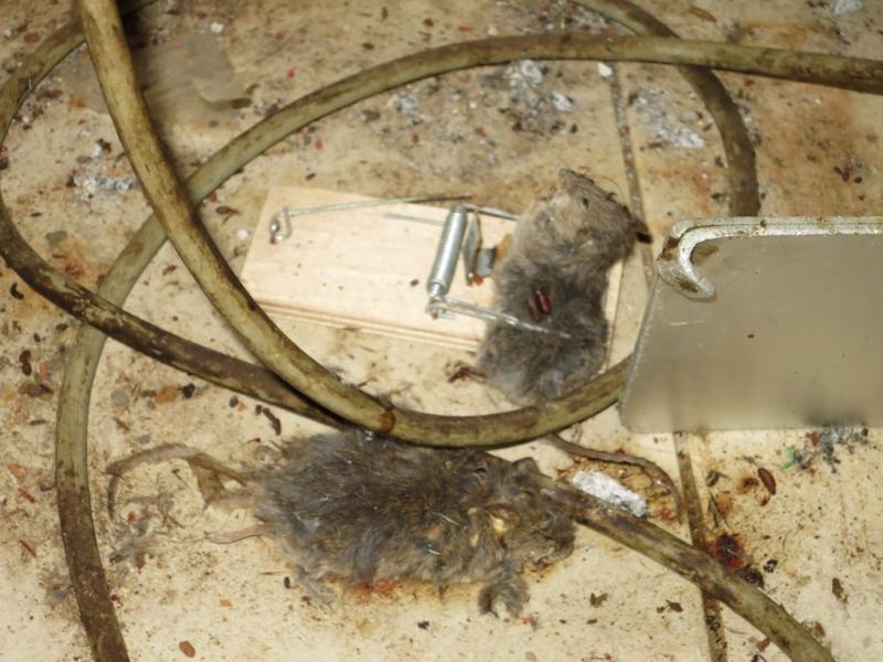 Dočasně uzavřené restaurace