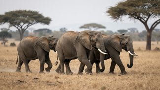 Tři sloni putují savanou