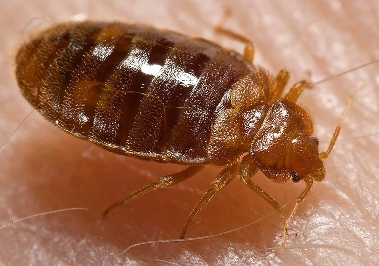 Cimex lectularius neboli štěnice domácí
