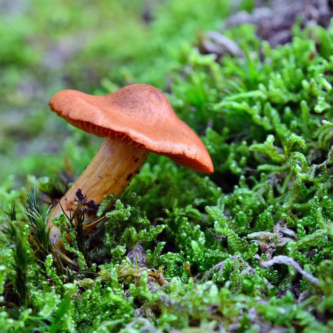 Pavučinec plyšový (Cortinarius orellanus)