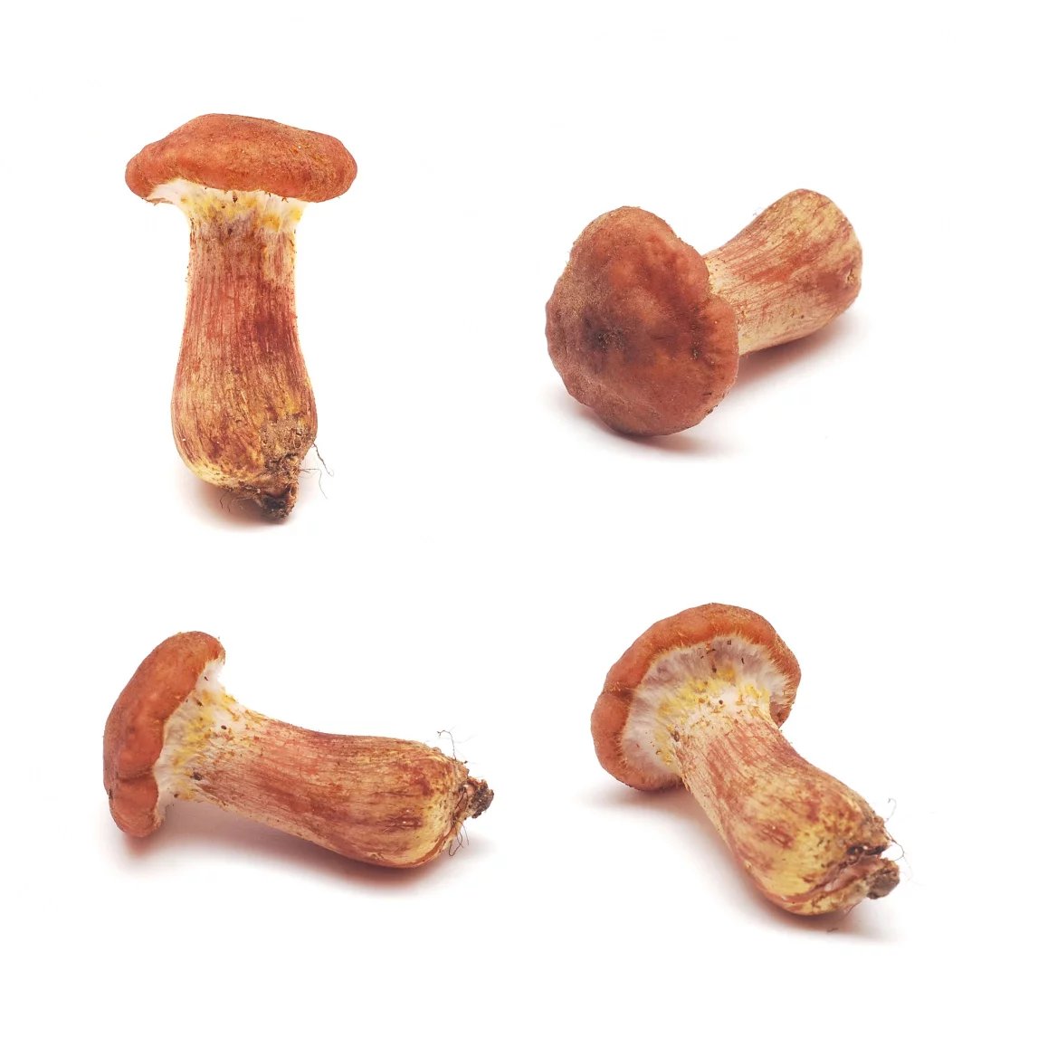 Pavučinec plyšový (Cortinarius orellanus)