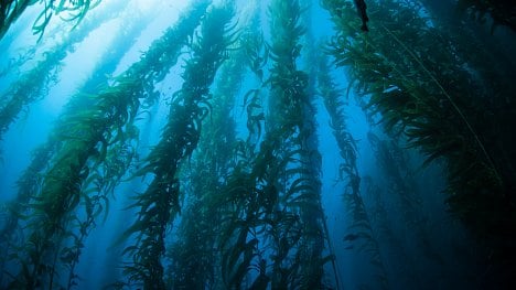 Náhledový obrázek - Velkovýroba mořských řas by mohla přinést posun v oceánském zemědělství. Indický startup ukazuje, jak rostlina v budoucnu poslouží