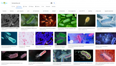 Obrázky bakterie Escherichia coli ve vyhledávání Google.