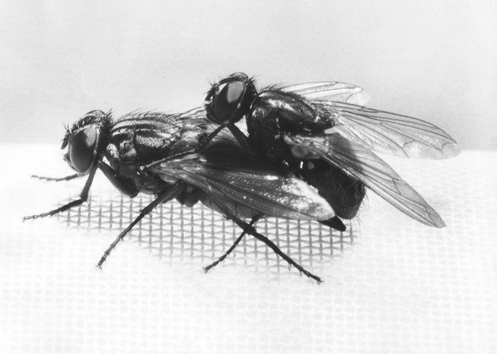 ENTOMOFILIE: Nepotřebujete mucholapku ani deratizátora