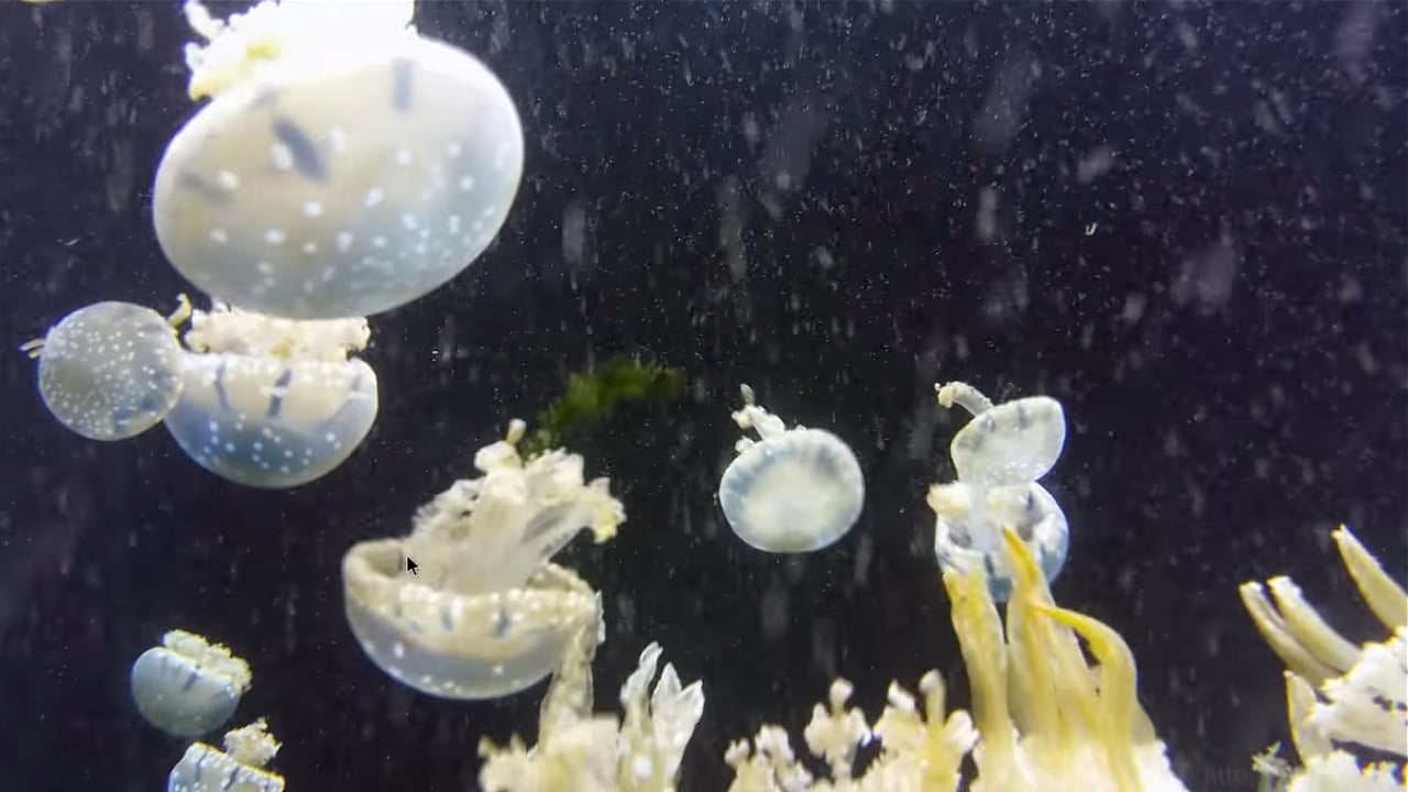 Egreat A10 - OS Android – ukázky přehrávání