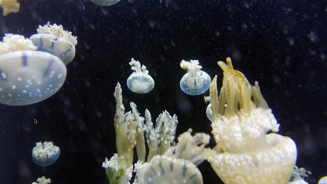 Egreat A10 - OS Android – ukázky přehrávání