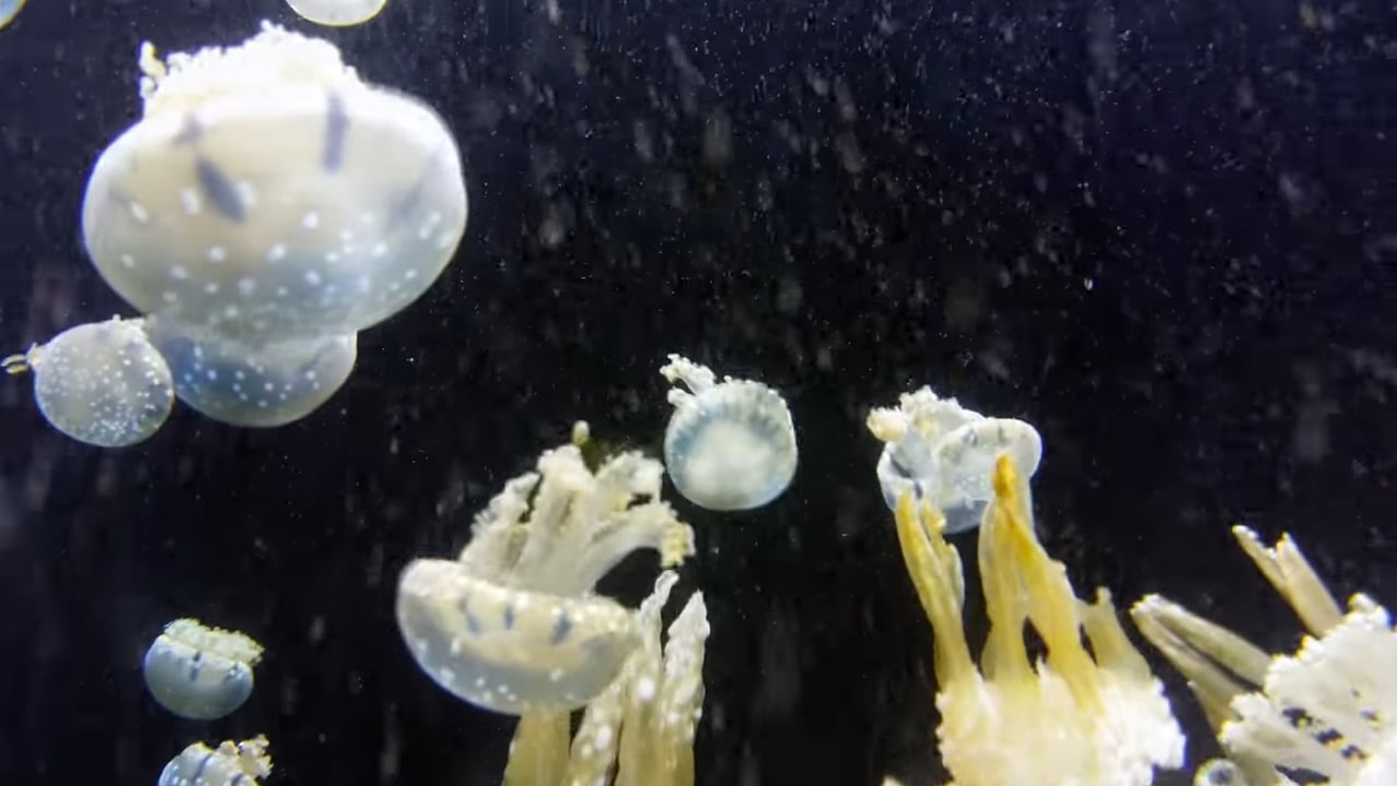 Egreat A10 - OS Android – ukázky přehrávání