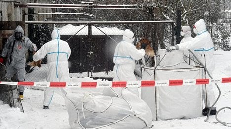 Náhledový obrázek - Zákaz dovozu české drůbeže: státy reagují na ptačí chřipku