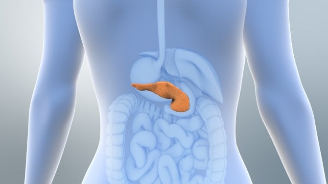 Model slinivky břišní