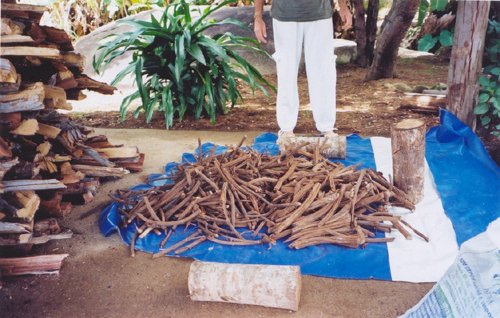 Ayahuasca - liána smrti