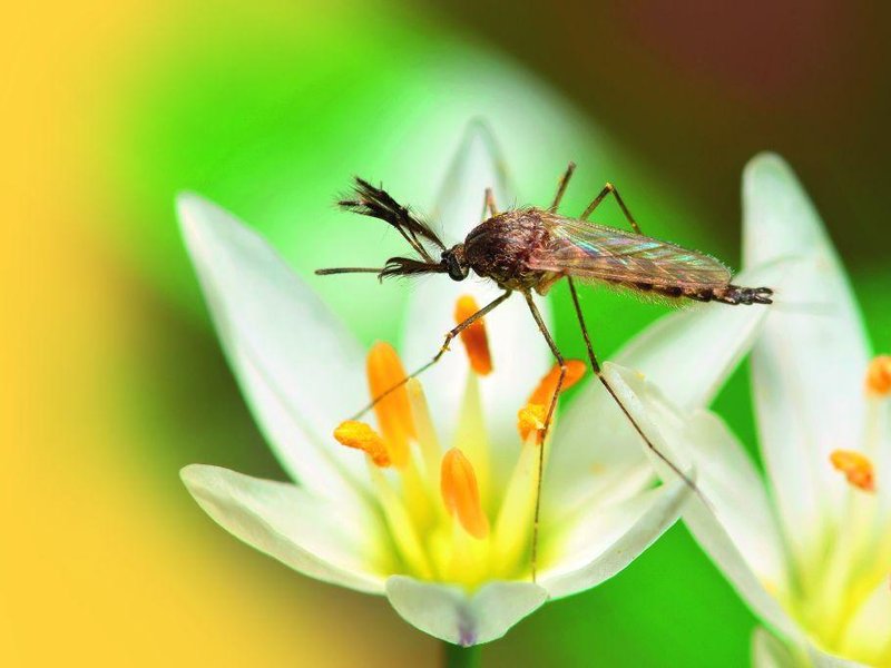  Komáří druh gallinipper