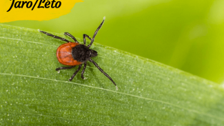 Náhledový obrázek - Klíšťata patří mezi velké prázdninové hrozby. Jaké nemoci mohou přenášet?